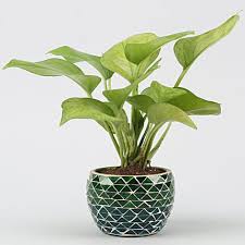 Are you searching for money plant png images or vector? 12 Amazing Facts To Learn About Money Plants