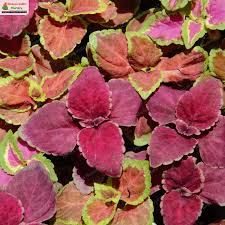 Image result for Coleus scutellarioides