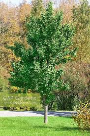 Princeton sentry® ginkgo does not have any significant pests or problems. Ginkgo Biloba Prince Stock Photo By Nova Photo Graphik Image 0859727