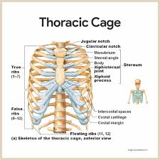 Contributing to their role in protecting the internal thoracic organs. Skeletal System Anatomy And Physiology Nurseslabs