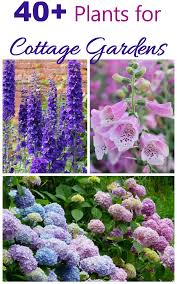 Get a shopping list too! Cottage Garden Plants Perennials Annuals Bulbs For Cottage Gardens