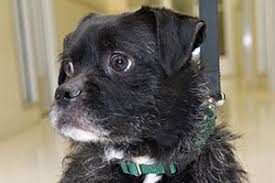 Bechewy is dedicated to helping you keep your pets happy and healthy. Mounting And Masturbation Aspca