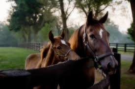 Maybe you would like to learn more about one of these? Horse Farm Tours Of The Kentucky Bluegrass Thoroughbred Heritage Horse Farm Tours Reservations