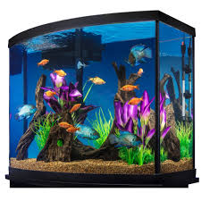 I noticed also that petco have better betta than petsmart regarding coloration but petsmart betta are cheaper than petco hehe. Marineland 38 Gallon Aquarium Starter Kit Fish Starter Kits Petsmart