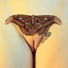 The Moth Porn Pic - EPORNER