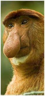 Pin By Tam S Boards On Wild Things I Think I Love You Wild Animals Photos Animals Wild Proboscis Monkey