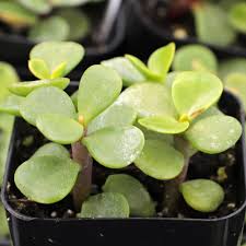 Image result for Portulaca centrali-africana