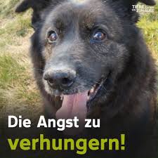 Tiere suchen ein zuhause verzeichnisse und portale. Tiere Suchen Ein Zuhause Chiko 4 Jahre Mischling Facebook
