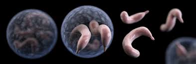 Cryptosporidiosis is caused by members of the genus cryptosporidium, a coccidian parasite in the family cryptosporidiidae, subclass cryptogregaria and phylum apicomplexa. We Survived Cryptosporidium But Won T Go Back In The Water Soon