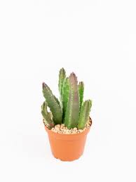 Image result for Stapelia gigantea