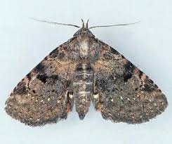 Image result for Mitrasacmopsis quadrivalvis