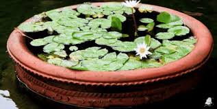 We did not find results for: Cara Menanam Bunga Teratai Di Pot Sebagai Tanaman Hias Teknikbudidaya Com