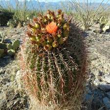 Ferocactus wislizeni (arizona barrel cactus) is a cactus with a globular to cylindrical stem that grows up to 30 inches (80 cm) in diameter and up to. Fishhook Barrel
