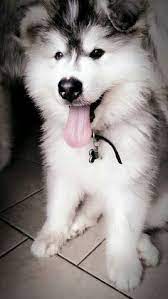 They need a devoted owner who has a lot of time and can give this canine. Die 10 Besten Ideen Zu Giant Malamute Hundebabys Niedliche Tierbabys Susseste Haustiere
