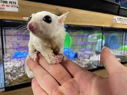 18 Tips Opening an Exotic Pet Shop