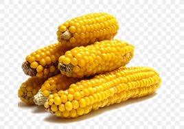 Using tongs, gently shake pie tin until. Corn On The Cob Maize Popcorn Kebab Vegetable Png 659x576px Corn On The Cob Cereal Commodity