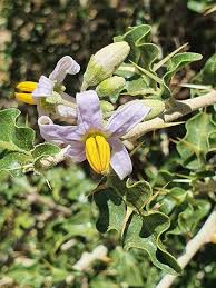 Image result for Solanum litoraneum