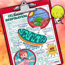 Maybe you would like to learn more about one of these? Cellular Reproduction Doodle Notes The Morehouse Magic Facebook