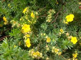 How do i plant shrubs that stay small? Shrub With Bright Yellow Flowers Identification Yellow Flowers Bloom Shrubs