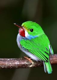The Cuban Tody Todus Multicolor Is A Bird Species In The Family Todidae That Is Found In Cuba And Adjacent Isl In 2020 Beautiful Birds Bird Pictures Bird Photography