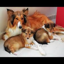 Satilik Lesi Rough Collie Yavrulari 0543 659 72 02 Pet Store Bursa Facebook 51 Photos