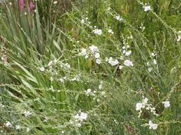 Image result for Gomphostigma