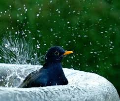 Sie ernähren sich von grünen pflanzen, ihren samen und früchten. Vogel Baden Sehr Gerne Kufstein
