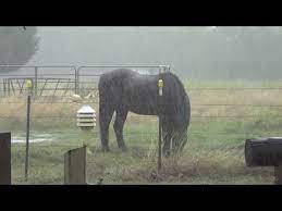 Horses Standing In The Rain By Choice Should We Feel Sorry For Them Youtube