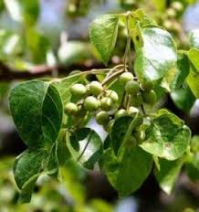 Image result for Cyathea mossambicensis