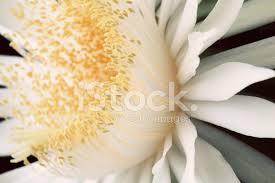 Über 7 millionen englischsprachige bücher. Night Blooming Cereus Cactus Flower Stock Photos Freeimages Com