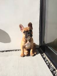 High to low nearest first. Meet Stella Our New Fawn French Bulldog Puppy Fawn French Bulldog Bulldog Puppies Bulldog
