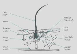 The cortex (or cortical layer) which makes up the major part of the fibre (90 % of the total weight). The Hair Structure