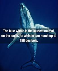 Here are the world's 10 loudest animals cicadas are the loudest insect. The Loudest Animal On Earth Is The Blue Whale That S Louder Than A Rock Concert Which Can Damage Hearing Almost Loud Animal Facts Fun Facts Marine Animals