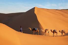 Camels do not directly store a caravan of camels took 70 to 90 days to cross the sahara, so the camel's ability to travel long. Best Morocco 13 Day Tours Itineraries Compare 8 Trip Ideas Kimkim