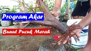 Program Akar Bahan Bonsai Bunut Pucuk Merah Youtube
