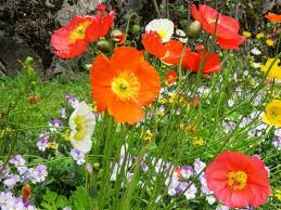 Birth month flower necklace custom birthstone necklace silver rose gold birth flower necklace engraved gemstone necklace floral charm gift. Top 25 Birth Month Flowers And Their Meanings With Pictures