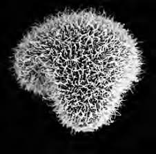 Image result for Cyathea mossambicensis