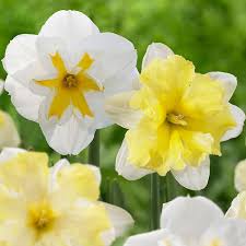 Daffodil Narcissus Cassata Lemon Beauty Daffodil Bulbs Daffodils Early Spring Flowers