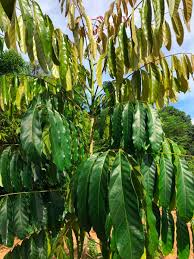 Image result for Sherbournia bignoniiflora