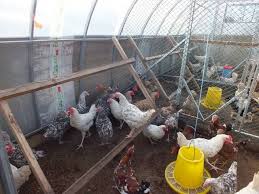 Alhamdulillah setelah membuat plan terperinci bermulalah projek pembinaan reban induk ayam yang boleh memuatkan 56 ekor induk ayam dengan nisbah 2:12. Kandang Ayam Di Rumah Hijau Polikarbonat Untuk Musim Sejuk