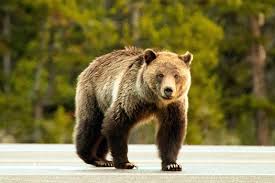 Not because of steph coming back and busting their ass, but draymond flagrant fouling ja morant through the court and placing a printed copy of that kd tweet on top of his corpse. Group Wants Endangered Grizzlies Returned To Az Other Western States Public News Service