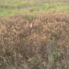 Maybe you would like to learn more about one of these? Pdf Crown Vetch Coronilla Varia Control Strategy For Lost Mound Sand Prairie