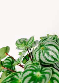 This interesting plant is native to many tropical climates, often found in cloud forests and rainforests growing as an epiphyte (on wood). Peperomia Argyreia Watermelon Peperomia Plant Circle