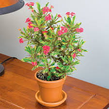 Wear gloves when handling crown of thorns! Crown Of Thorns Euphorbia Hybrids