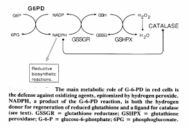 Image result for G6PD Deficiency Detection