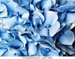 Due to online flower delivery services, you don't have to spend hours driving around the city and searching for the perfect flower arrangement to buy. Blue Hydrangea Flowers Background Top View Natural Blue Hydrangea Flowers Or Hortensia Flower Close Up Floral Background Canstock