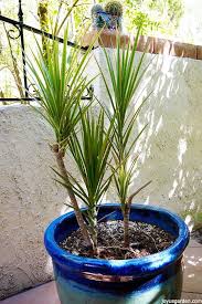 Check spelling or type a new query. How To Prune A Dracaena Marginata Dragon Tree
