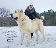 Pin On Dogs