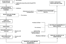 Flow Chart For Production Of Quality Planting Material Of