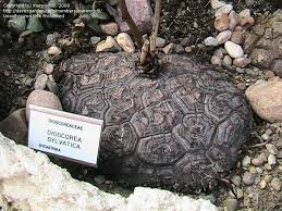Image result for Dioscorea sylvatica
